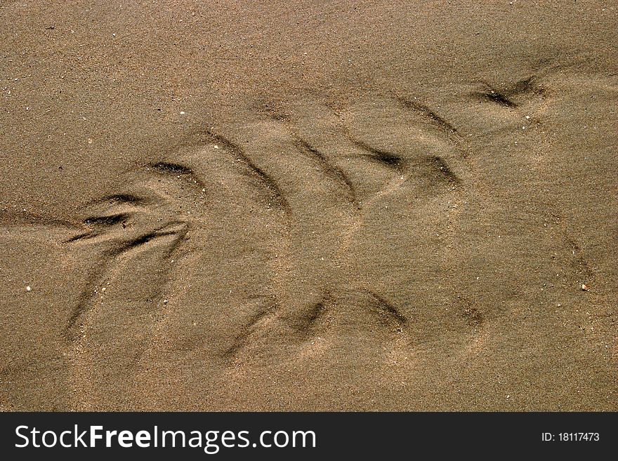 Ripples in the sand in the shape of a fish. Ripples in the sand in the shape of a fish.