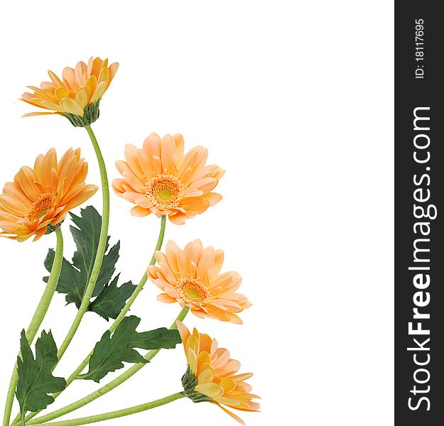 Isolated yellow flowers with copy space