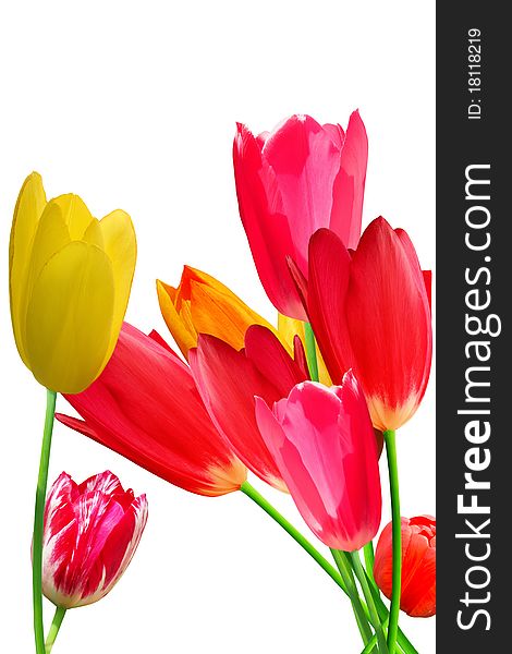 Celebratory gift bouquet from blossoming tulips isolated on the whiten. Celebratory gift bouquet from blossoming tulips isolated on the whiten