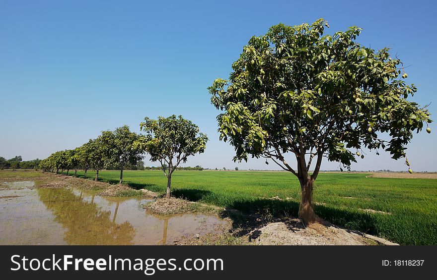 Line of mango trees in front of a rice field in Sisophon, Cambodia. Line of mango trees in front of a rice field in Sisophon, Cambodia.