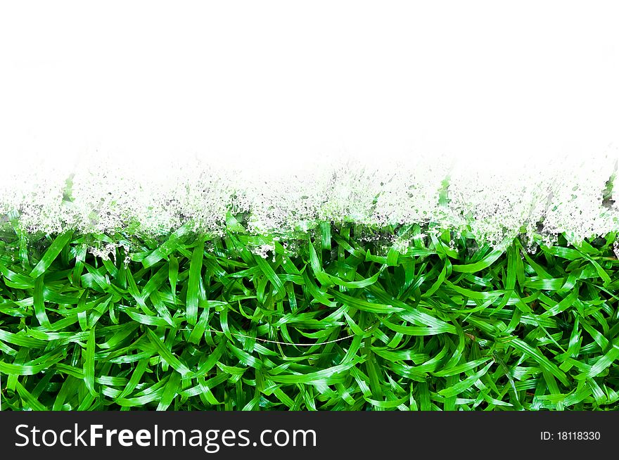 Green grass isolated on white