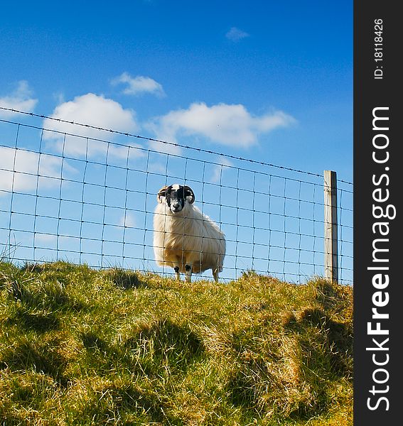 A scottish sheep, being behind the fence, looking at the camera. A scottish sheep, being behind the fence, looking at the camera