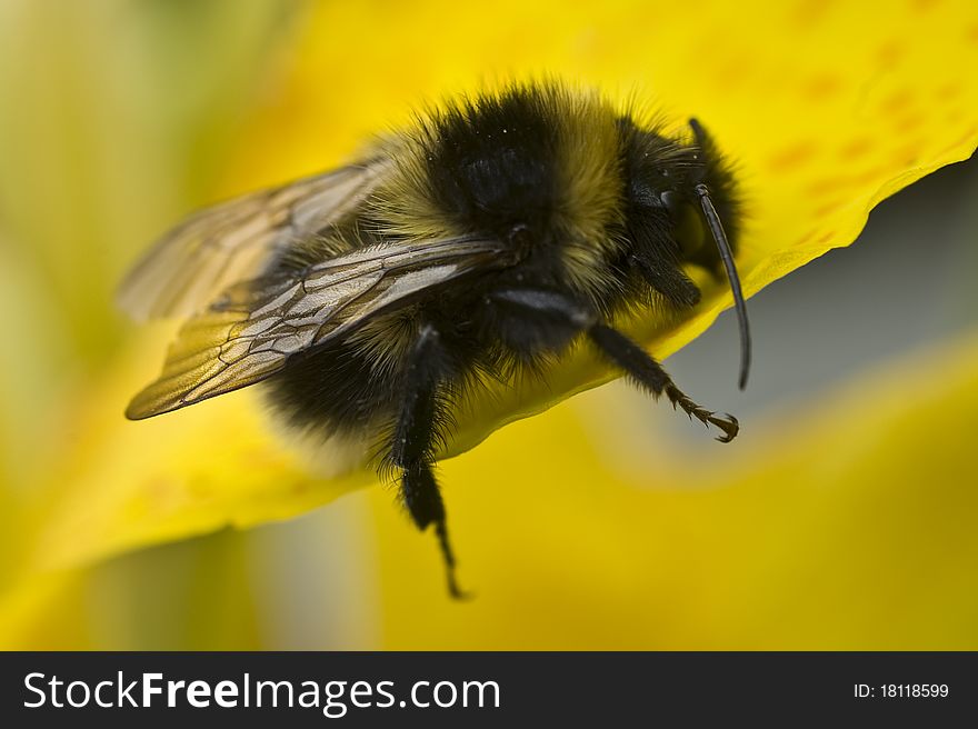 Yellow flower and bee