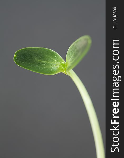 Watermelon Seedling isolated on gray