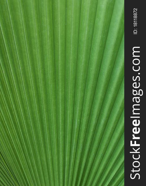 Green palm tree leaf as a background