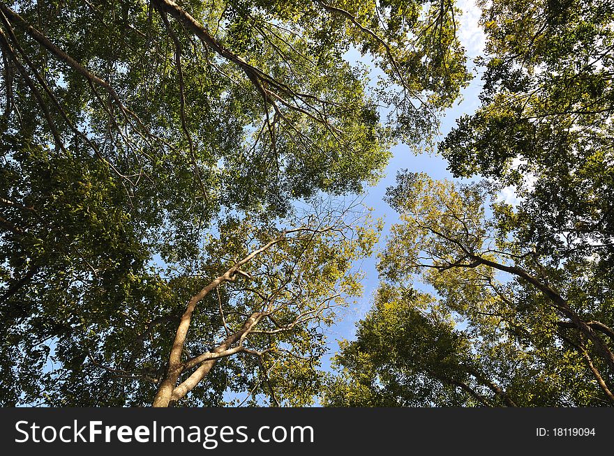 Wide angle of tree branches with blue sky.