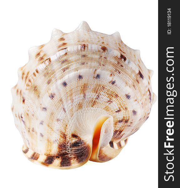 Seashell isolated on a white background