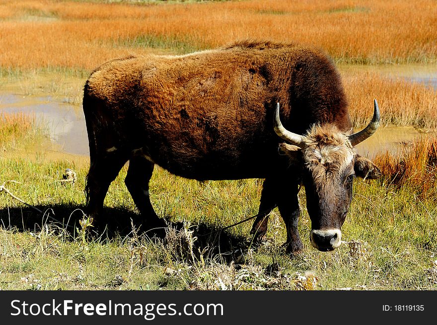 A cow standing in pasture, shot in Tibetan plateau. A cow standing in pasture, shot in Tibetan plateau.