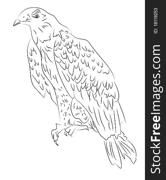 Hand-drawn sketch of eagle