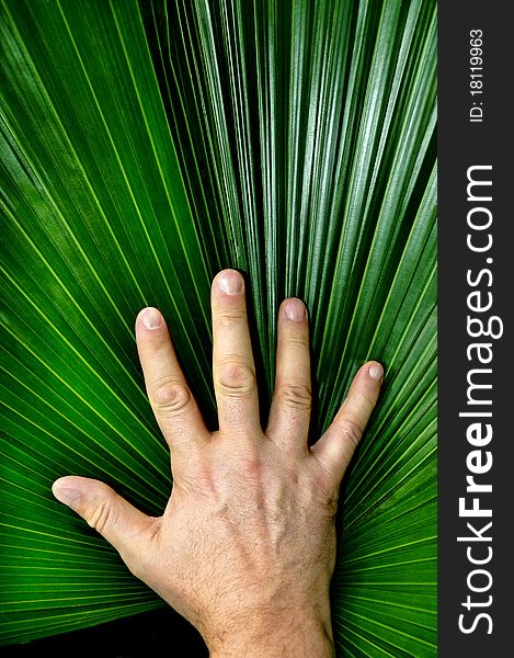 Vertical Mans Hand And Palm Leaf