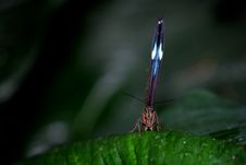 Blue Morpho Butterfly Stock Photos