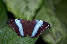 Achilles Morpho Butterfly Royalty Free Stock Image Achilles Morpho Butterfly Royalty Free Stock Image