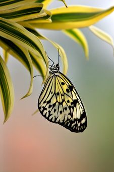 Tree Nymph Butterfly Royalty Free Stock Photo