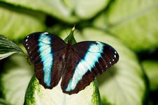 Achilles Morpho Butterfly Royalty Free Stock Images Achilles Morpho Butterfly Royalty Free Stock Images