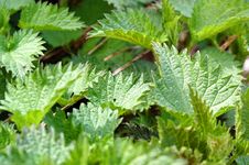 Nettle Stock Image Nettle Stock Image