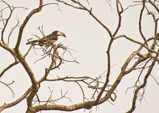 The African Pied Hornbill Royalty Free Stock Image