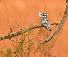 A Pied Kingfisher With It´s Prey Royalty Free Stock Photography A Pied Kingfisher With It´s Prey Royalty Free Stock Photography