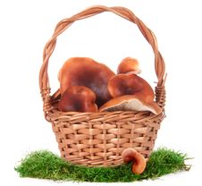 The Image Of A Basket With The Mushrooms Stock Photography The Image Of A Basket With The Mushrooms Stock Photography