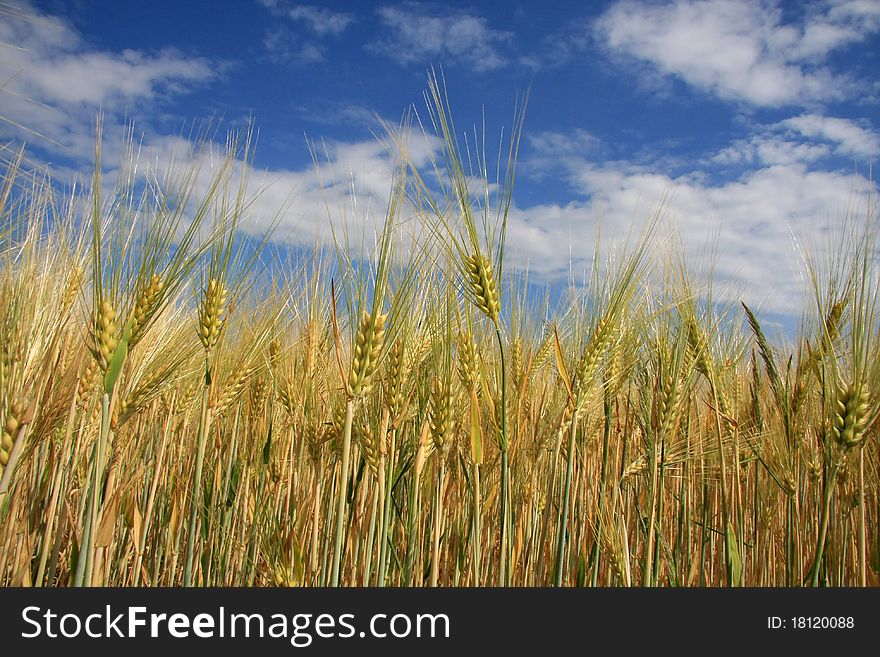 Corn field with blue sky. Corn field with blue sky