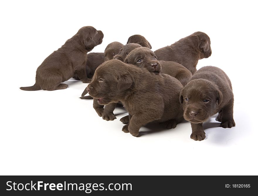 Newborn brown labrador puppies on white ground. Newborn brown labrador puppies on white ground