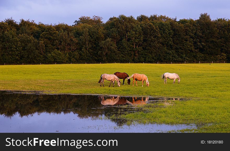 Horses grazing on a field. Horses grazing on a field.