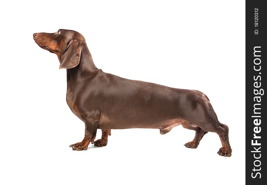 Brown dachshund on white ground