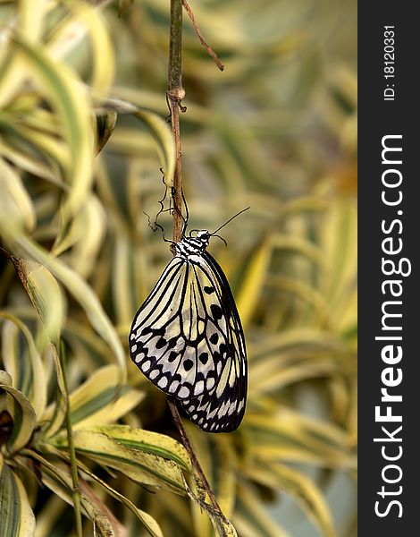 A beautiful Tree Nymph butterfly hanging upside down