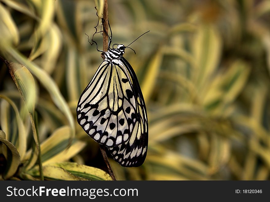 A beautiful Tree Nymph butterfly hanging upside down