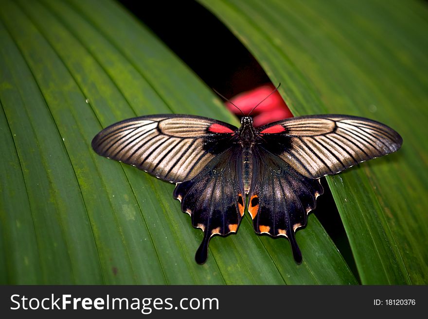 Asian Swallowtail butterfly resting on a leaf