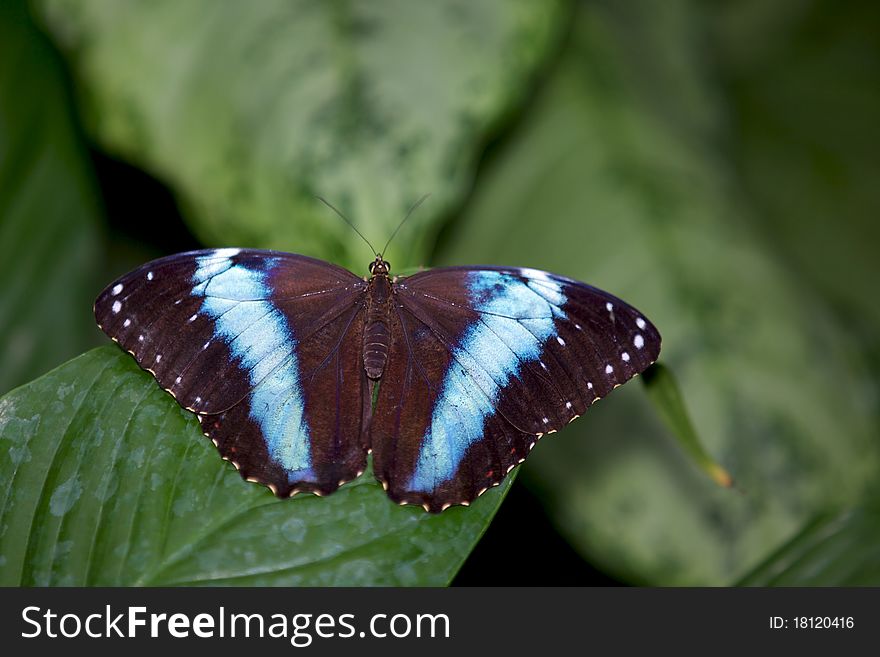 Achilles Morpho butterfly resting on a leaf