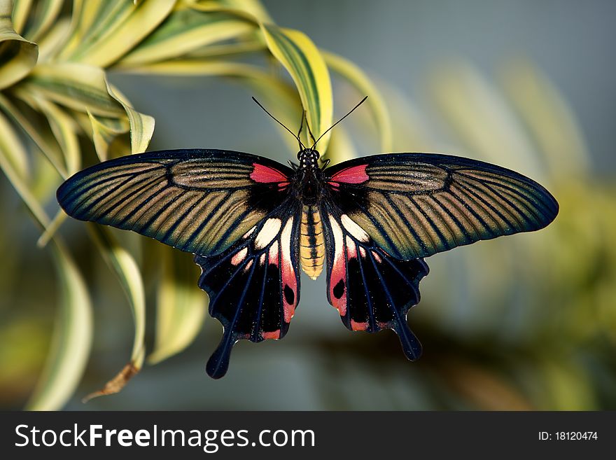 Asian Swallowtail butterfly resting on a leaf