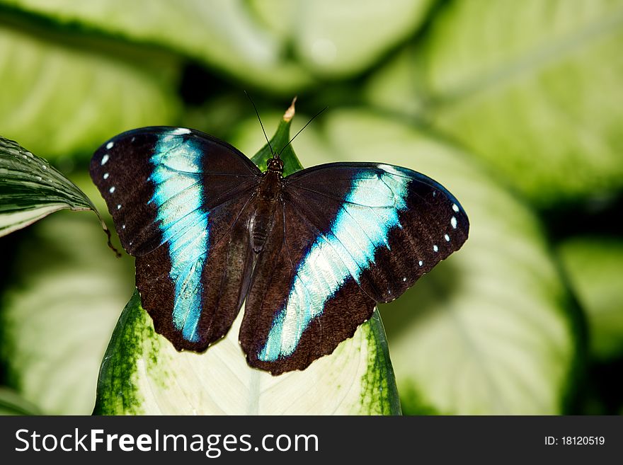 Achilles Morpho butterfly resting on a leaf