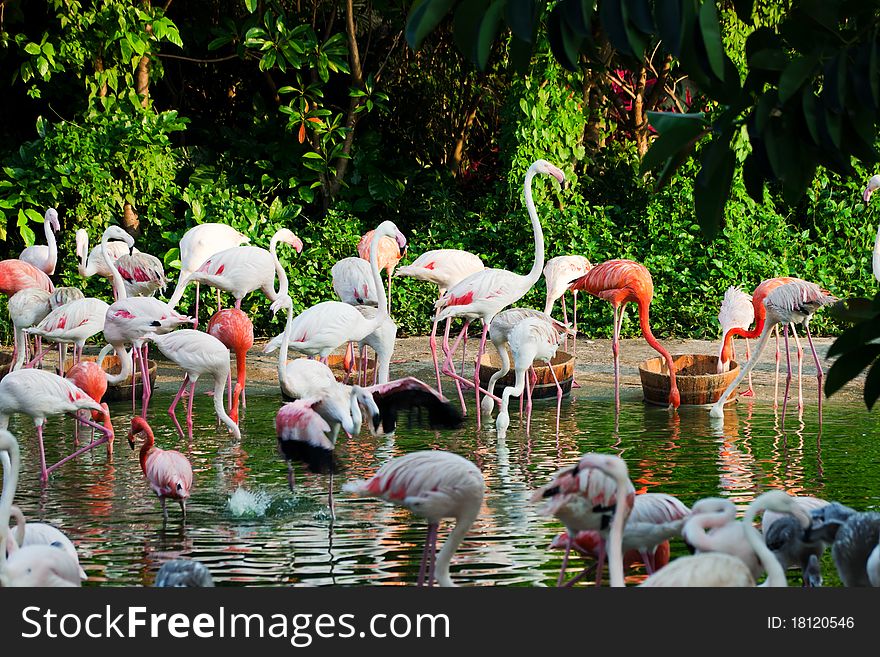 A flock of flamingos on the lake