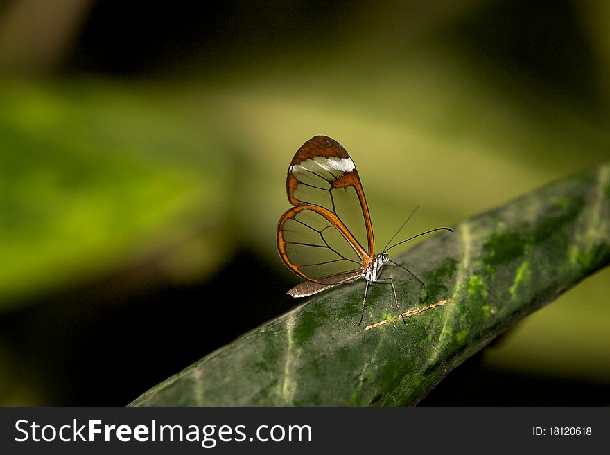 Glasswingn butterfly resting on a leaf. Glasswingn butterfly resting on a leaf