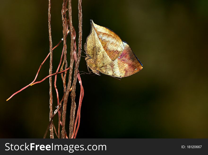 Indian Leafwing butterfly resting on a plant