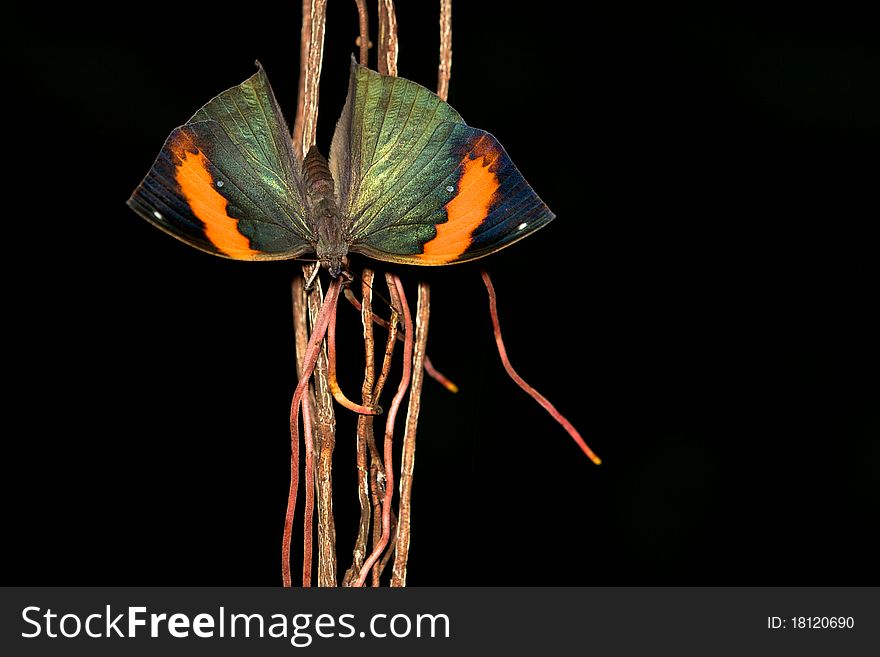 Indian Leafwing butterfly resting with its wings open