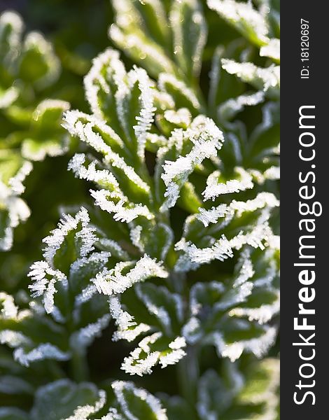 Leaves are covered with ice crystals. Leaves are covered with ice crystals