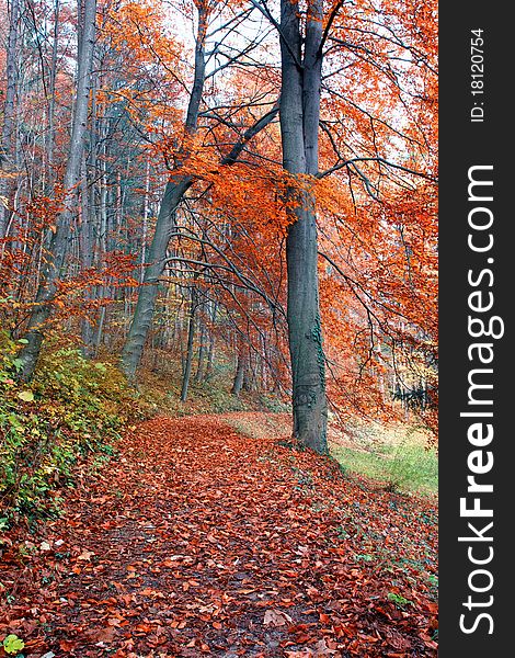 Beautiful quiet park in bright autumnal colors