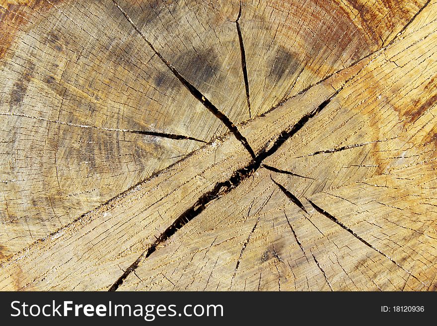 Tree Bark Details