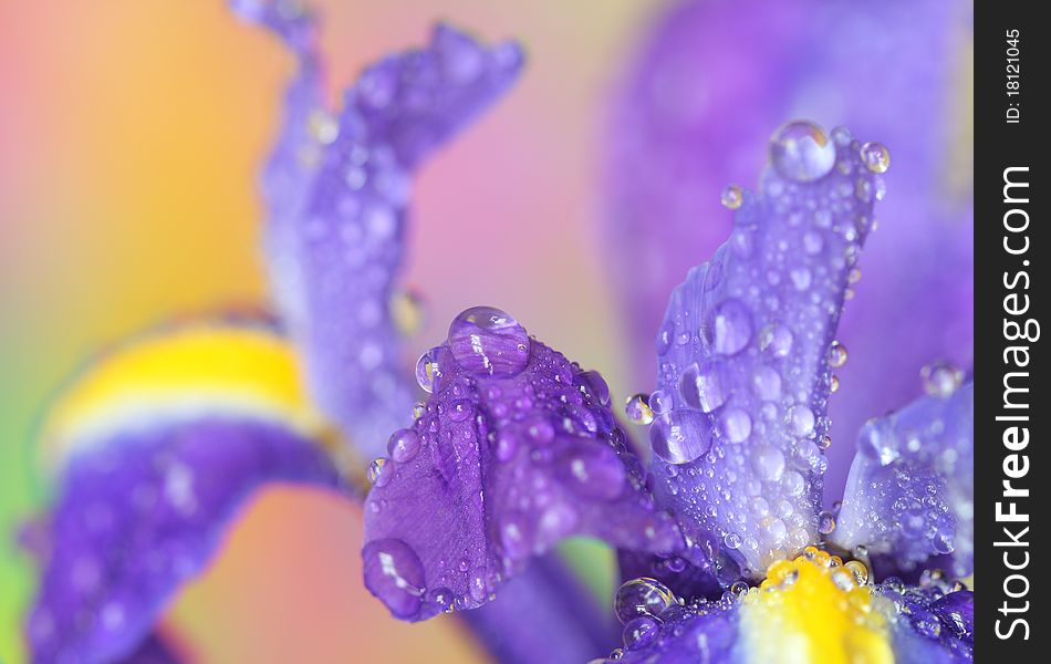 Close-up of iris flower and drops
