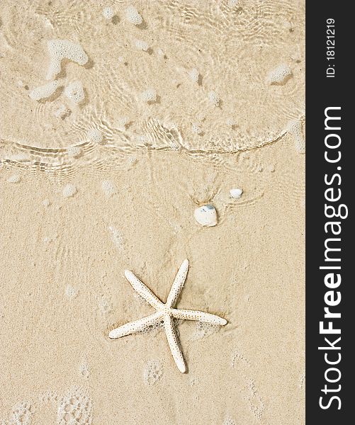 Starfish on smooth sand background