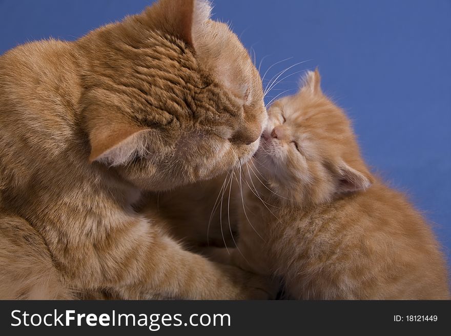 A lady-cat washes a kitten. A lady-cat washes a kitten