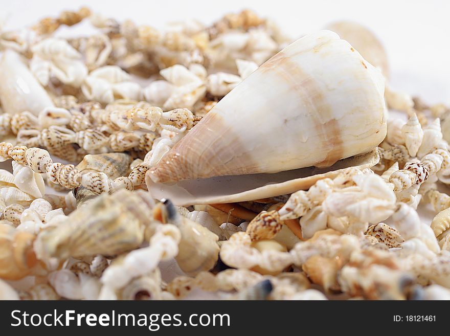 Close up of shell necklaces and large shell. Close up of shell necklaces and large shell.