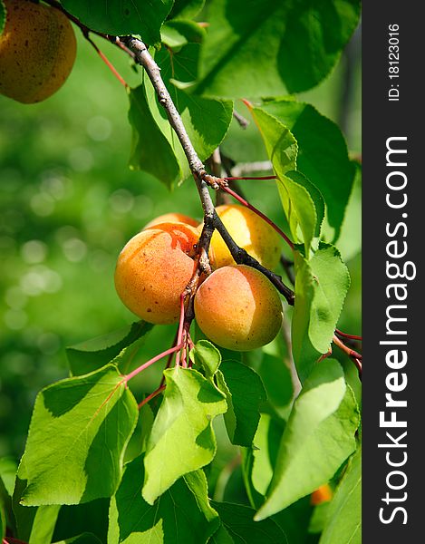 Some ripe Apricots