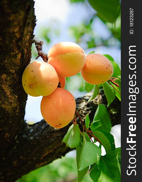 Bunch of ripe Apricots on a Tree