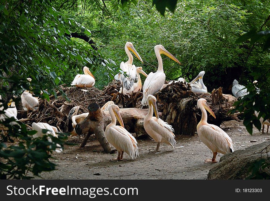 Pelicans resting on a mound.