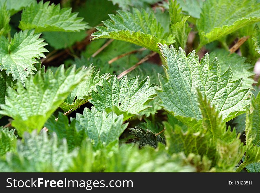 Close of green nettle leaves.