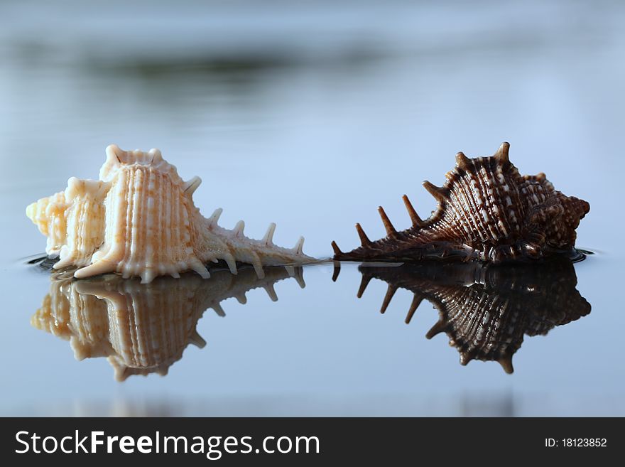 Two seashells touching with reflection on water. Two seashells touching with reflection on water