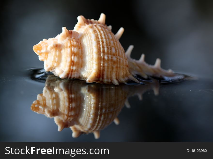 Two seashells touching with reflection on water. Two seashells touching with reflection on water
