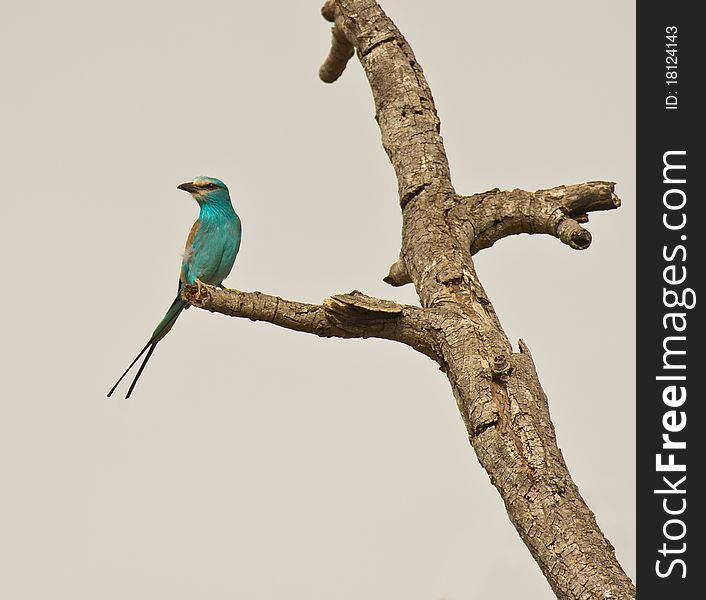 An Abyssinian Roller perches on a branch, always attentive for a prey to be caught. An Abyssinian Roller perches on a branch, always attentive for a prey to be caught.